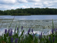 Cook Pond and Flowers
